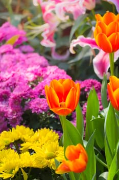 Tulip. Beautiful bouquet of tulips. colorful tulips. tulips in spring,colourful tulip