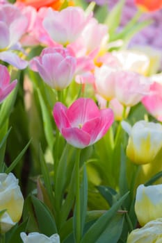 Tulip. Beautiful bouquet of tulips. colorful tulips. tulips in spring,colourful tulip