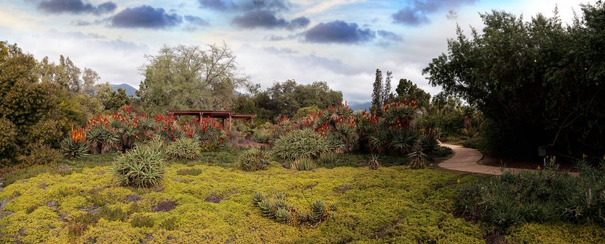 Panoramic desert garden path with red, orange and yellow hot poker succulent flowers in Southern California.