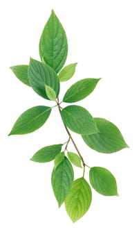 Twig with green leaves on white background