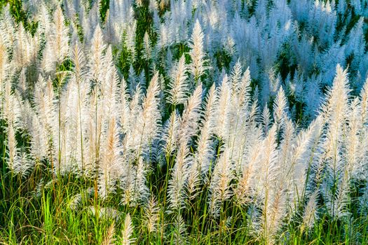 Reed grass along the canal in Thailand