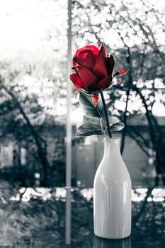 Red roses flower in glass vase with natural light in valentine day