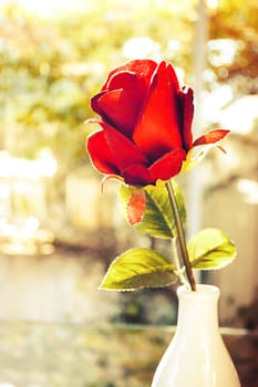 Red roses flower in glass vase with natural light in valentine day