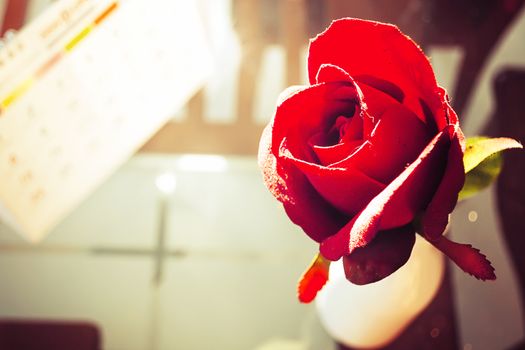 Red roses flower with calendar in valentine day