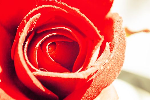 false red rose flower for valentine background