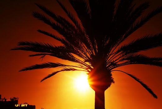 Palm tree silhouette at sunset.