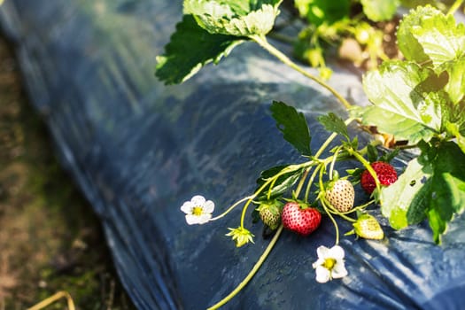 flowers and berries on a plantation in the morning.