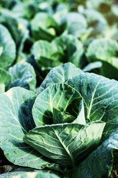 green cabbage in the field.