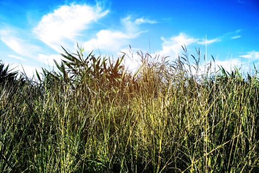 The grass on the mountain with blue sky.