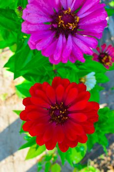 Zinnia elegans few flowers in a garden at summer