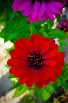 Zinnia elegans few flowers in a garden at summer