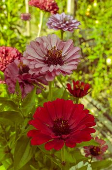 Zinnia elegans few flowers in a garden at summer