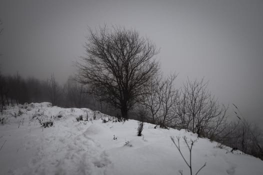 lonely tree on the hill on a foggy day in winter, retro vintage