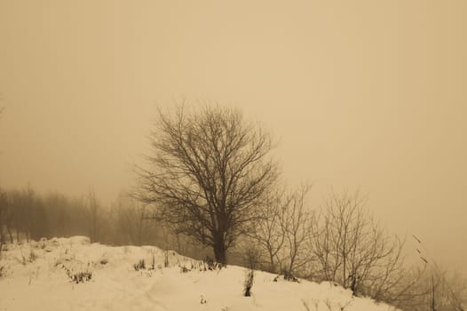 lonely tree on a foggy day in winter, retro vintage