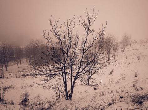 lonely tree on a foggy day in winter, retro