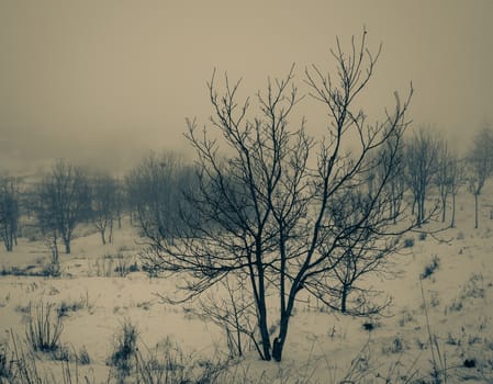 tree on a foggy day in winter, retro vintage