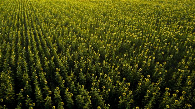 aerial view of sun flowers field 