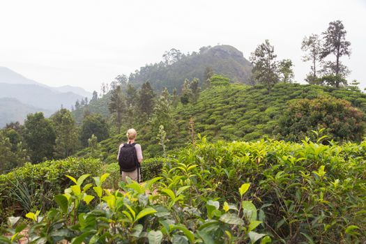Active caucasian blonde woman enjoing fresh air and pristine nature while tracking among tea plantaitons near Ella, Sri Lanka. Bacpecking outdoors tourist adventure.