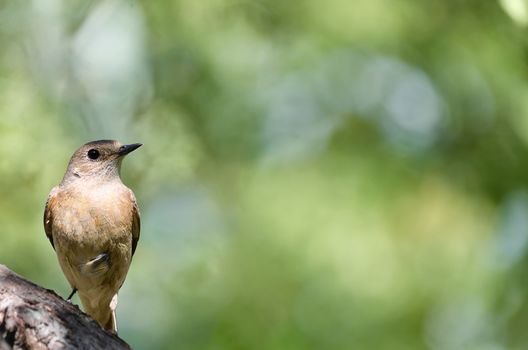 Spring nature background with bird, a female Redstart. Selective focus.