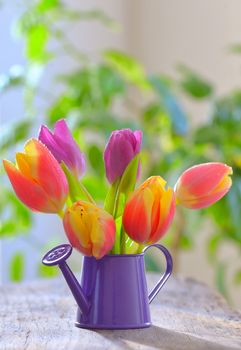 Fresh tulips in sprinkler garden on old wooden table