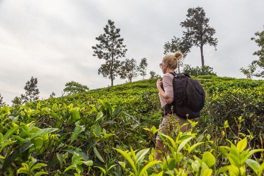 Active caucasian blonde woman enjoing fresh air and pristine nature while tracking among tea plantaitons near Ella, Sri Lanka. Bacpecking outdoors tourist adventure.