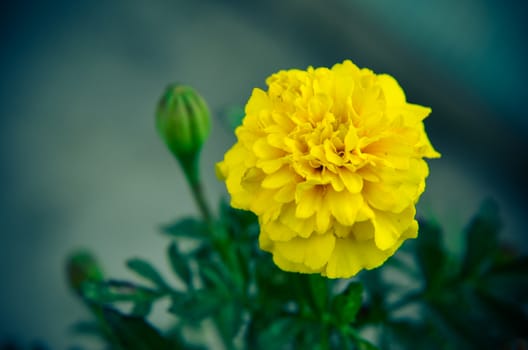 Macro of yellow marigold flower in big close up.