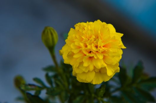 Macro of yellow marigold flower in big close up.