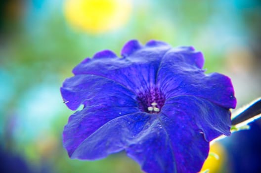 Blue petunia flowers bloom in the garden in summer