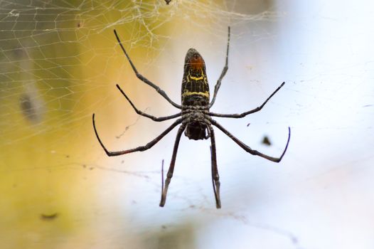 African spider the size of a hand stretched on its web