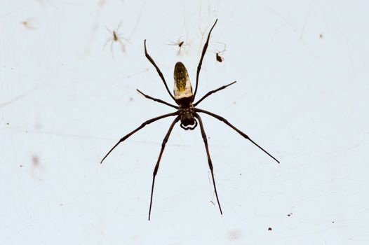 African spider the size of a hand stretched on its web