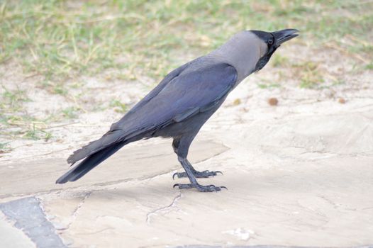 Black Crow on Stone Floor in Mombasa, Kenya