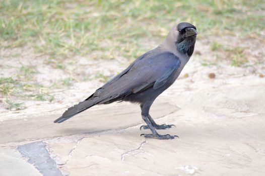 Black Crow on Stone Floor in Mombasa, Kenya