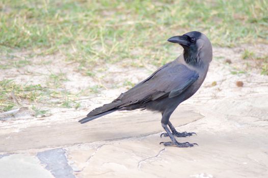 Black Crow on Stone Floor in Mombasa, Kenya