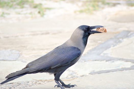 Black Crow laid on stone floor with a piece of bread in the beak in Mombasa, Kenya