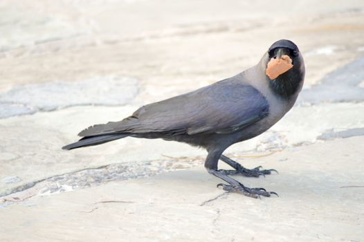 Black Crow laid on stone floor with a piece of bread in the beak in Mombasa, Kenya