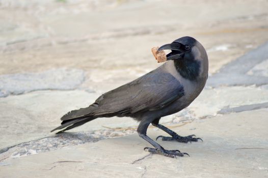 Black Crow laid on stone floor with a piece of bread in the beak in Mombasa, Kenya