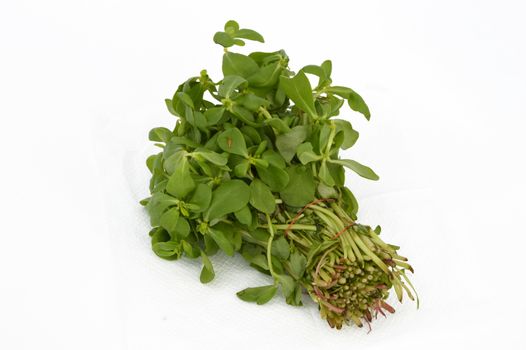 Purslane pictures