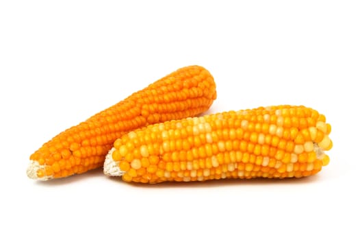 Dry corn pictures