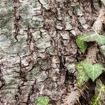 Texture (background) shot of brown tree bark, filling the frame.