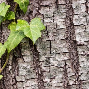 Texture (background) shot of brown tree bark, filling the frame.