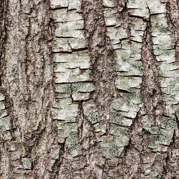 Texture (background) shot of brown tree bark, filling the frame.