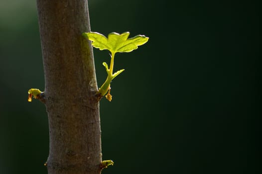 close up branch with young leaves in spring on a tree trunk