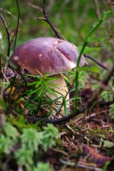 Boletus edulis or cep, penny bun, porcino, or king bolete. Mushroom porcino or cep in it's natural habitat. Edible mushroom boletus edulis. Mushrooms in the autumn forest