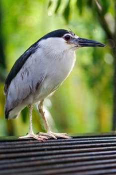 a Cattle egret in Kuala Lumpur Bird Park, Malaysia.