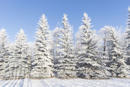 frozen tree on winter field and blue sky, winter tree