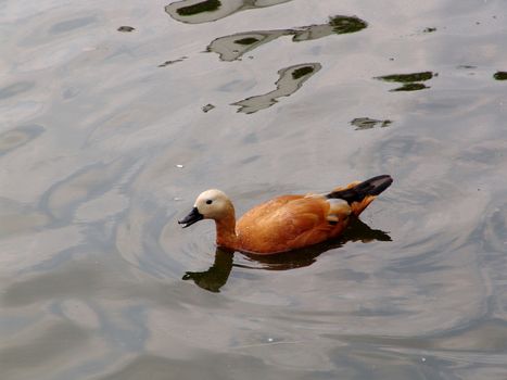 Single duck on the surface of a lake.