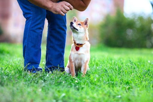 A young shiba inu pay attention to his owner at dog school.