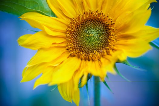 Macro photo of fresh Sunflower on a blue background.