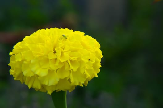 Macro of yellow marigold flower in big close up.