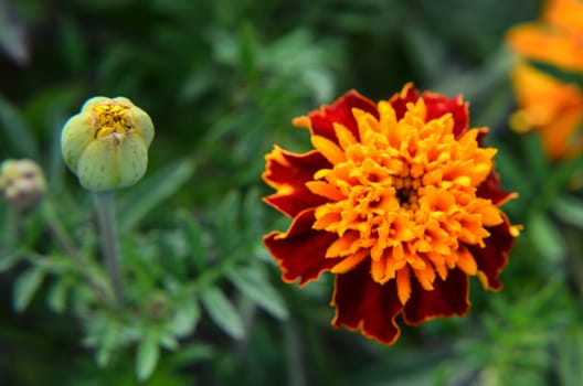 Macro of orange marigold flower in big close up.